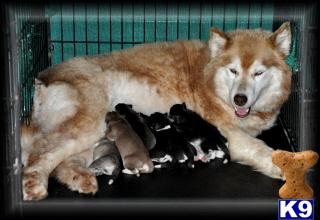 Puppies in Wortham
